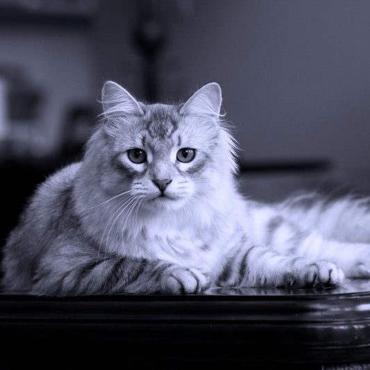What makes Cats Different from other Animals