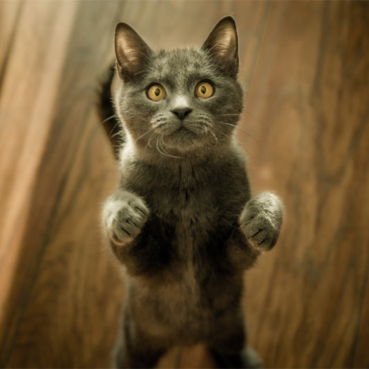 Indoor cats Vs Outdoor cats