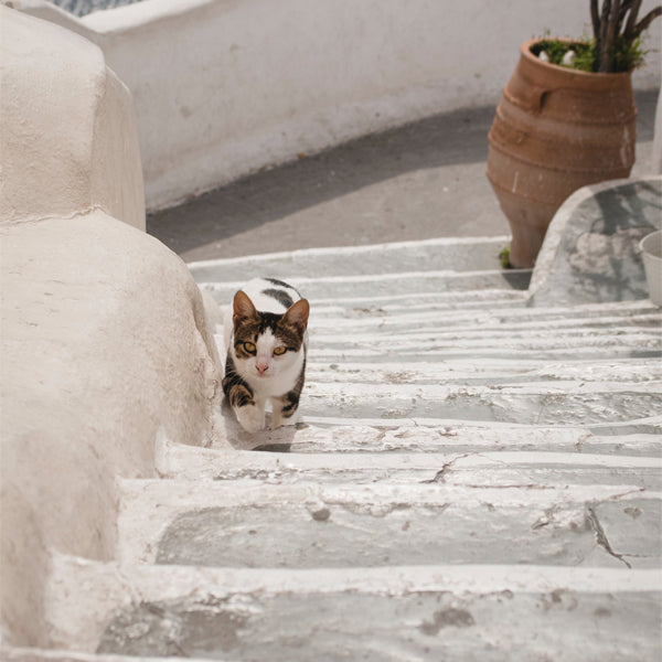 How to travel with your cat?