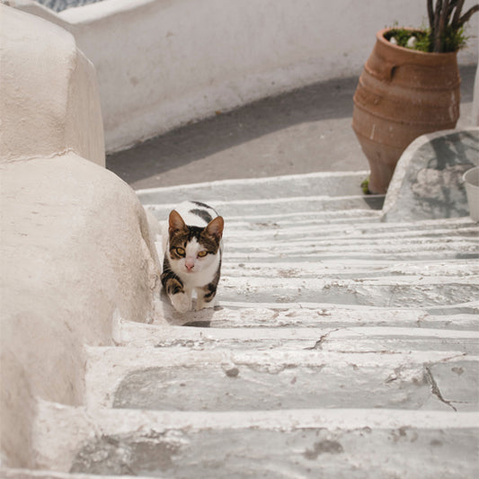 How to travel with your cat?