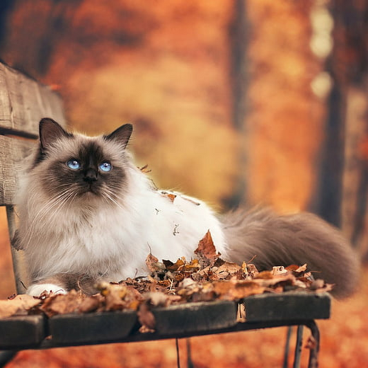 Himalayan cat