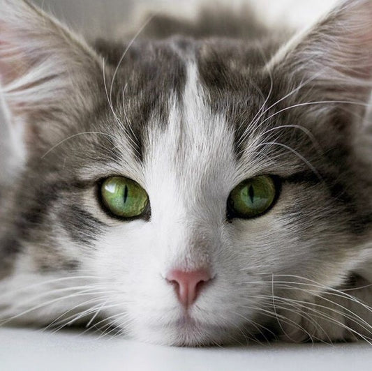 Cat Eye Discharge — What’s Normal and What’s Not