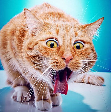 Cat Gagging — Why Does It Happen?