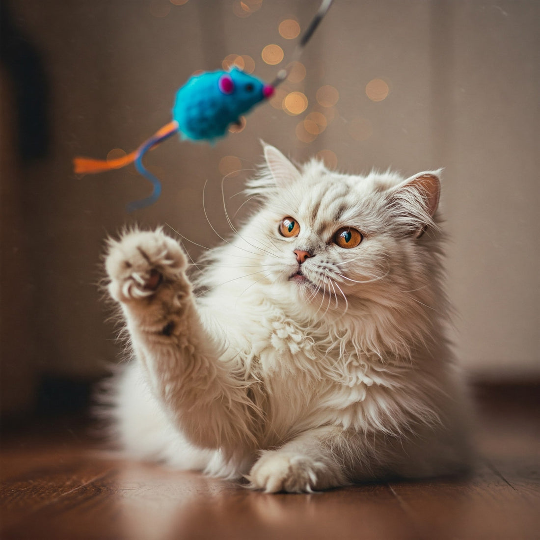 The Benefits of Play for Senior Cats