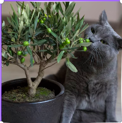 The Truth About Catnip: Myths vs. Facts