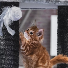 5 Tips to Keep Your Cat from Scratching Your Furniture