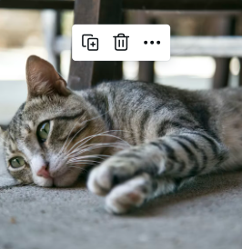 7 Reasons Why Your Cat Is Not Eating