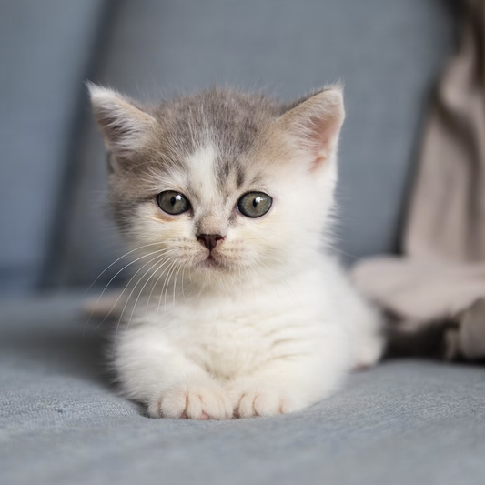 What to Look for When Adopting a New Cat