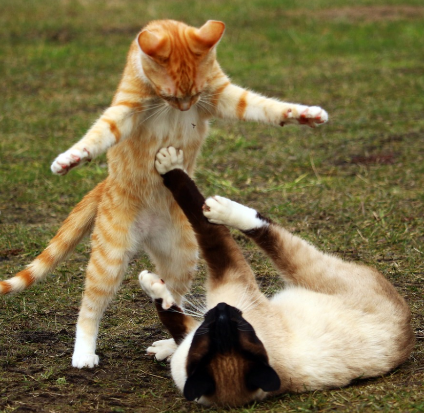 7 ways to trick your cat into getting an exercise.