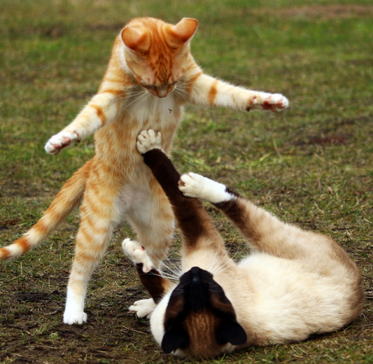 7 ways to trick your cat into getting an exercise.