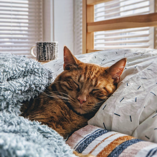 A cat's undying love for closed spaces!