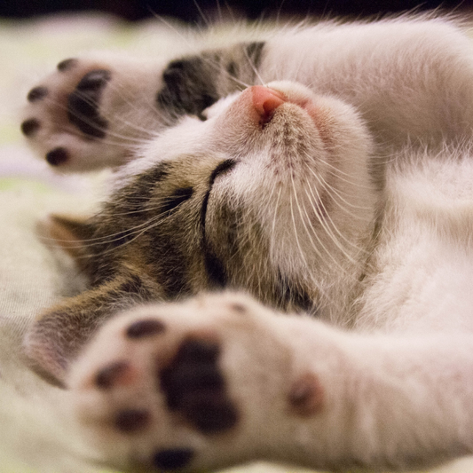 Why do cats expose their soft belly and then attack you for petting them?