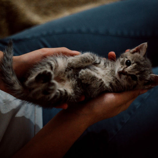 Ways to get your cat to really like you