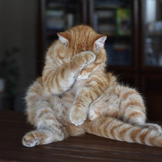 7 Bizarre Cat Behaviors– Explained!