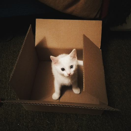 Cat in the Box