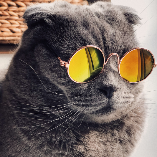 Weirdest things that the world has to say about cats.