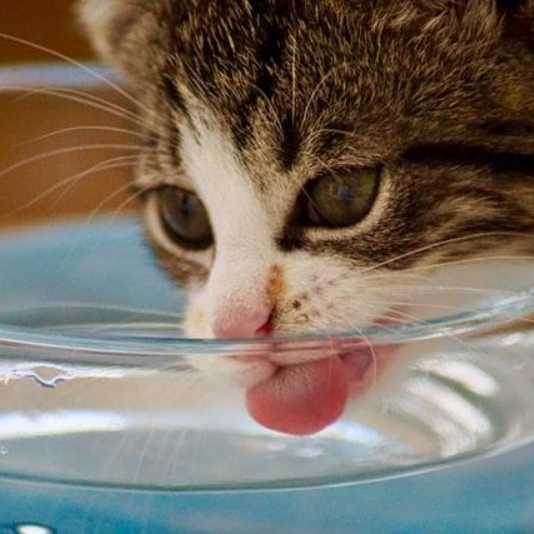 Water Water Everywhere, I still don't want to drink!