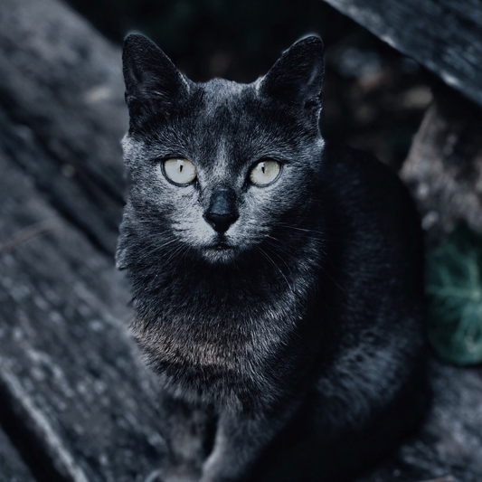 How soon will cats take over the world?