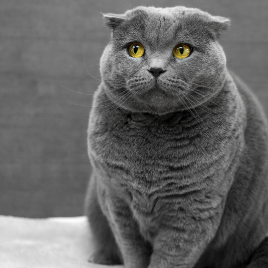 How to deal with ageing cats