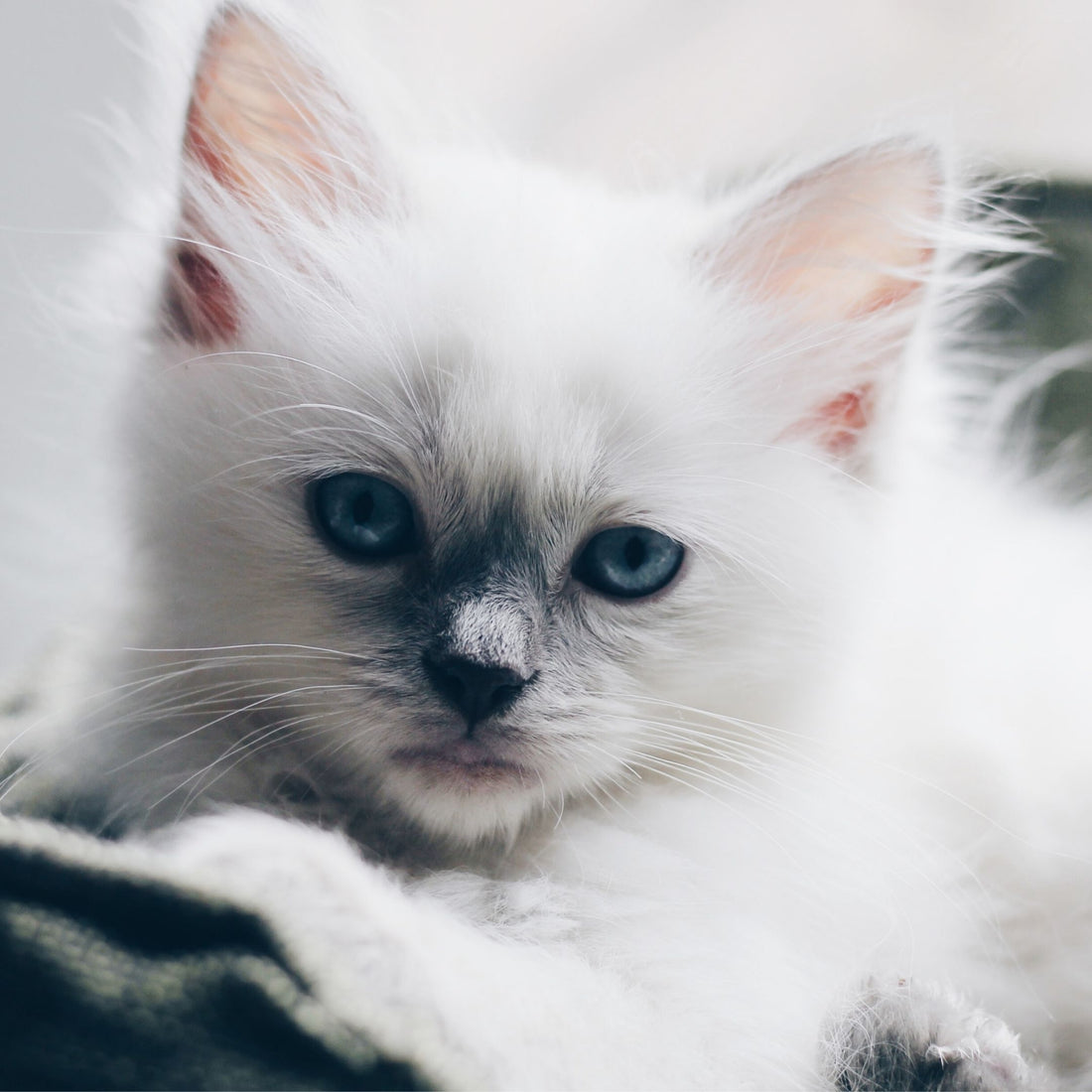 Awww Meow dear kitty, why are you sad?