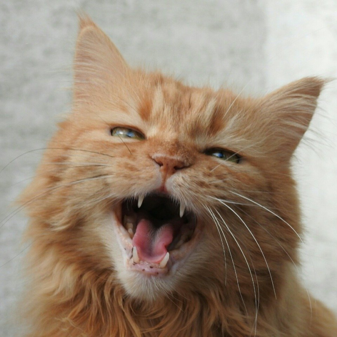 7 Reasons Your Cat Keeps Meowing at Night