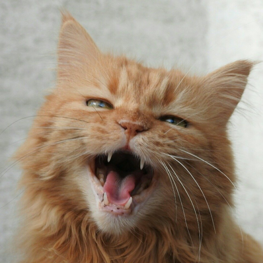 7 Reasons Your Cat Keeps Meowing at Night