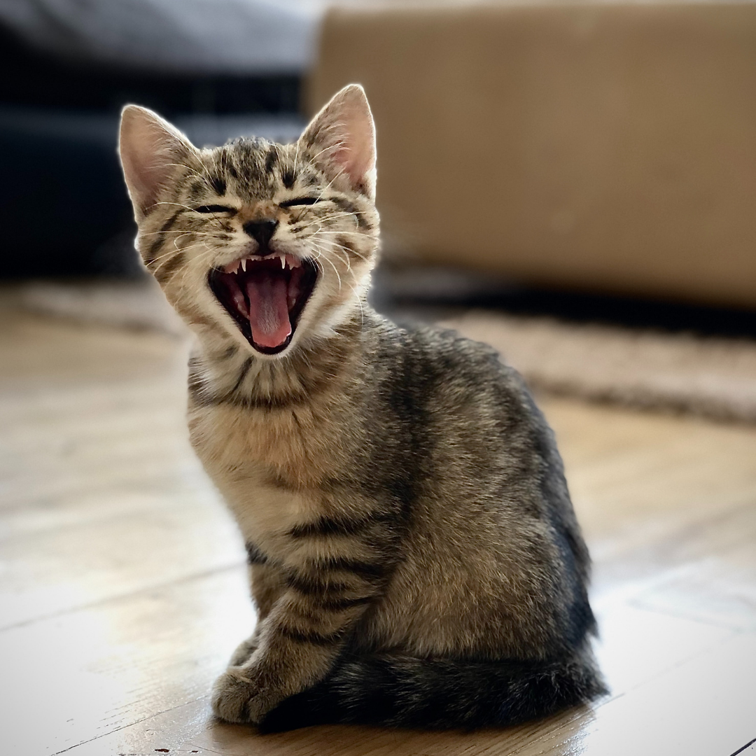 Meow wheezing: What is it? How to tackle it?