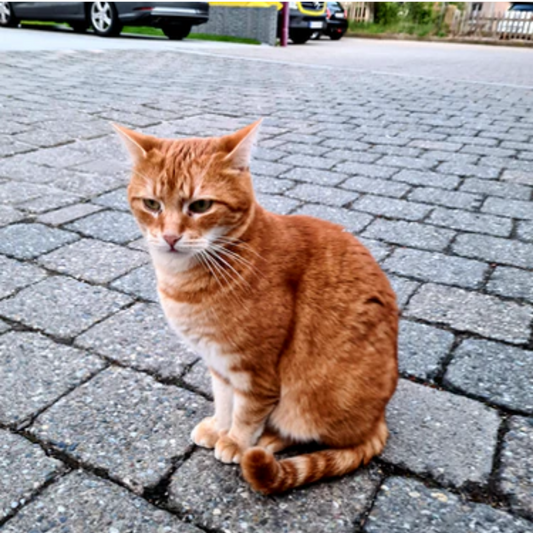 5 Signs that your Cat is bored
