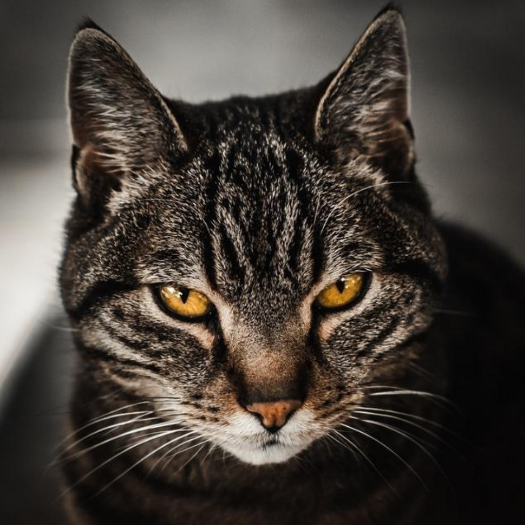 Everything is fair in love and war, my dear hooman!