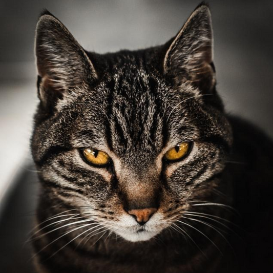 Everything is fair in love and war, my dear hooman!