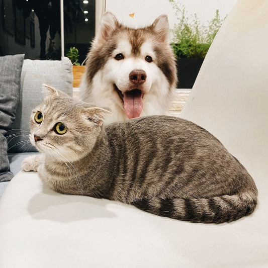 Making sure ‘Meow’ and ‘Woof’ become friends!