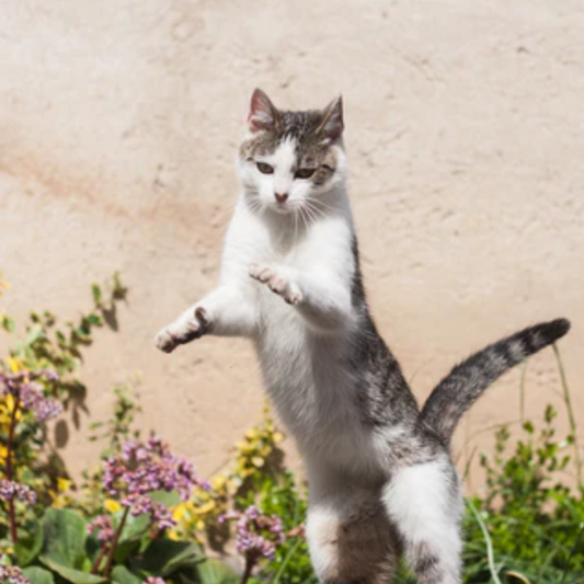 Cats Are Obligate Carnivores — What That Means & Why It Matters?