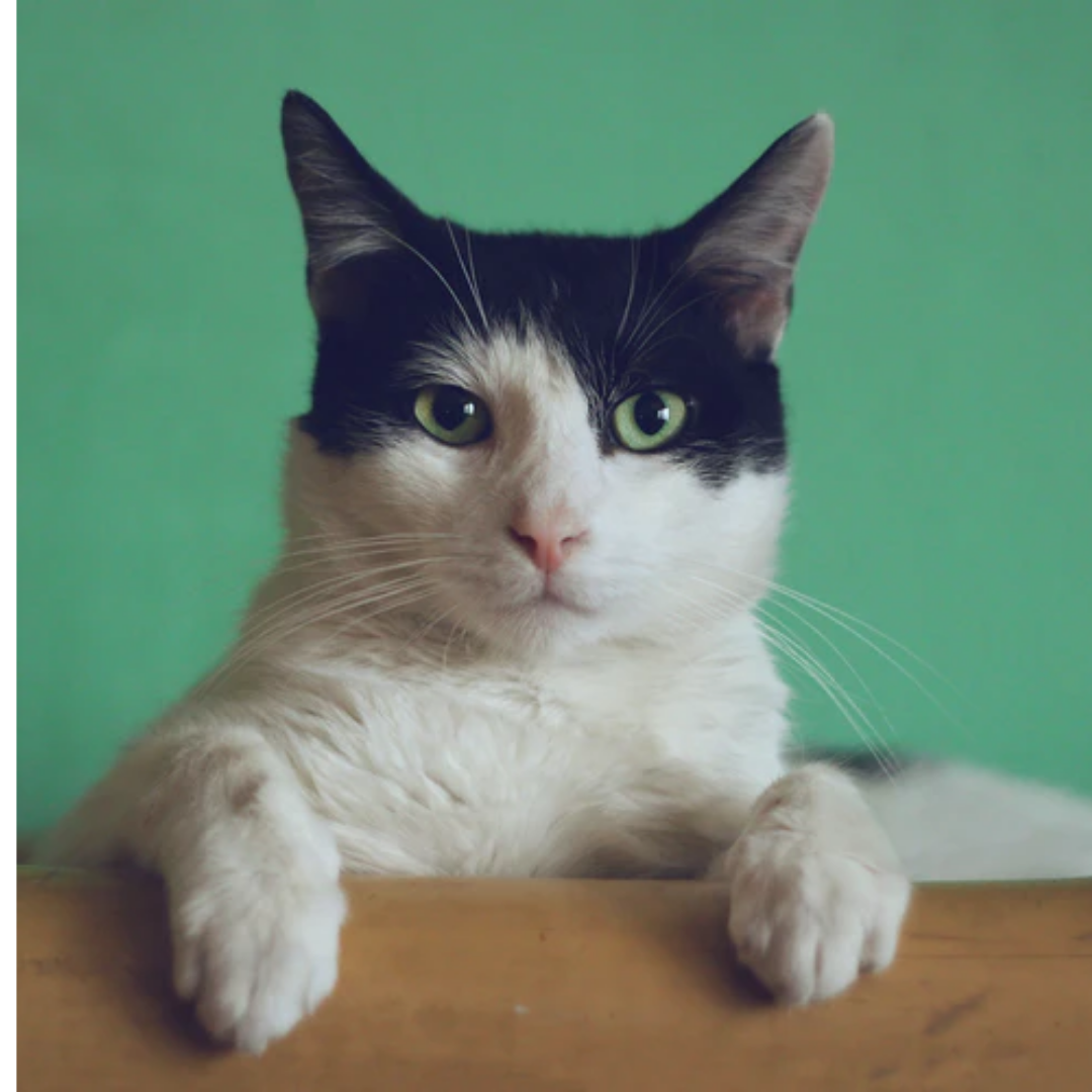 How to calm an angry cat?
