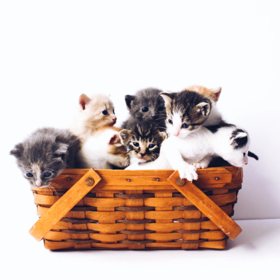 How long do cats live? Magic Recipe to Improve their Average Lifespan