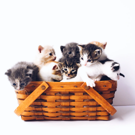 How long do cats live? Magic Recipe to Improve their Average Lifespan