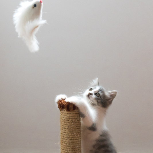 Why won't my cat play anymore?