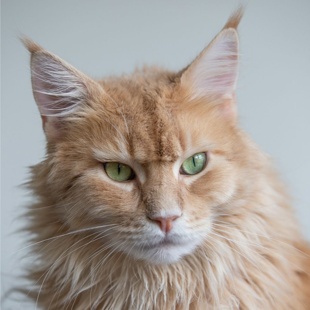 How Old Is My Dear Meow!