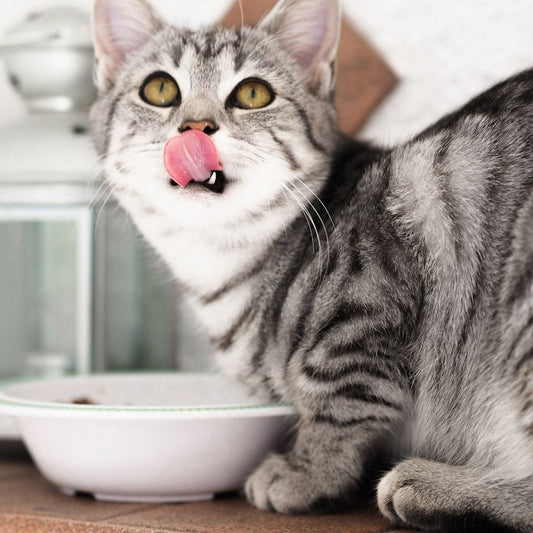 Why do meows like catnip!