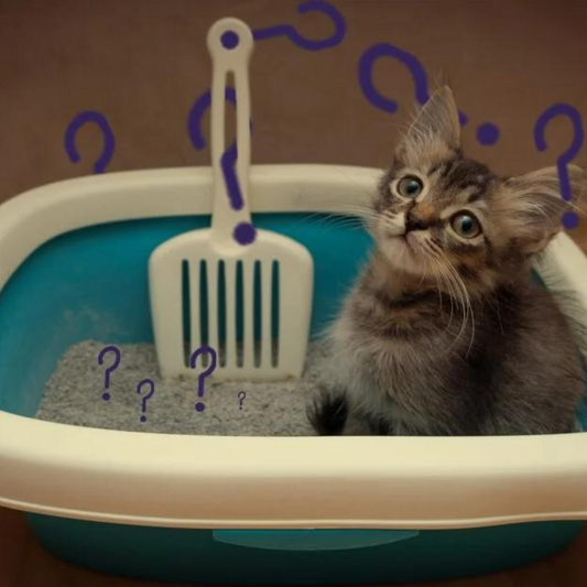 How to Make a Kitten Poop