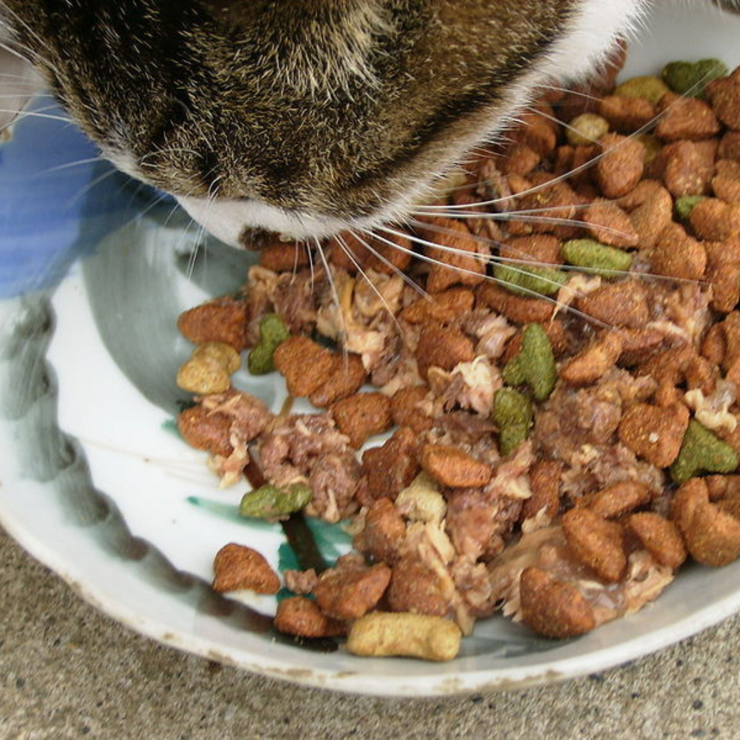 cat food