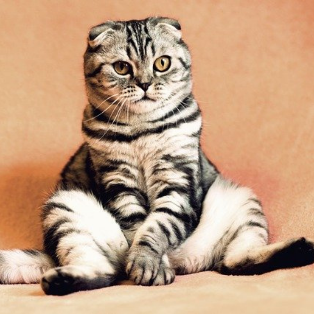 How to Prepare Your Cat for When You Go Back to Work