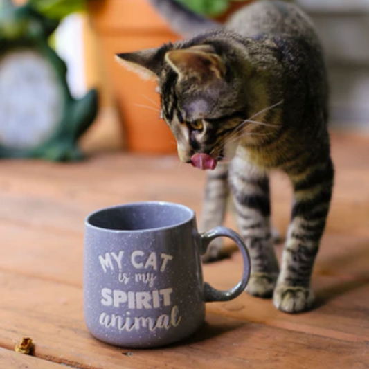 Diary on the Cat dairy! About cats and milk