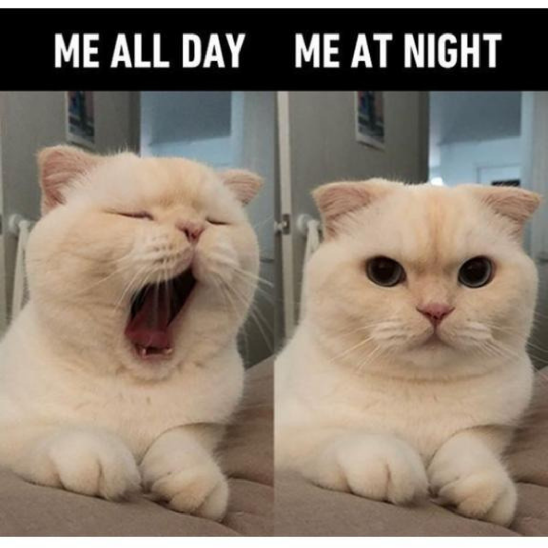 4 ways to keep your cat from waking you up at night.