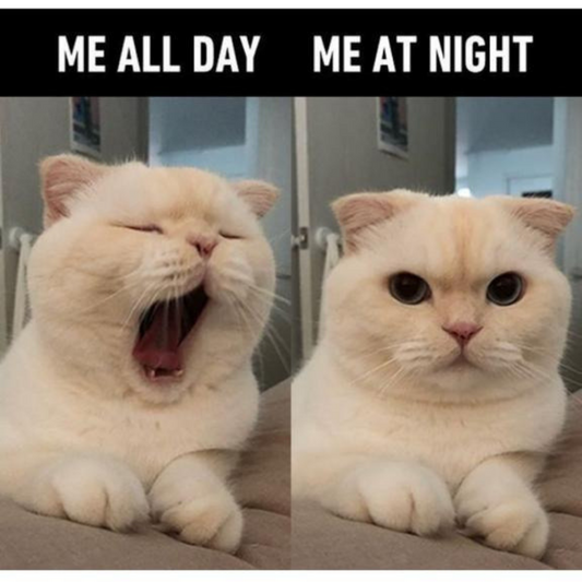 4 ways to keep your cat from waking you up at night.