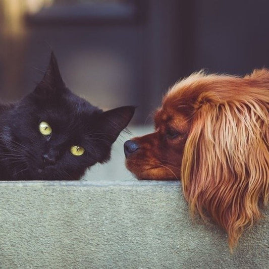 Differences Between Cat People and Dog People!