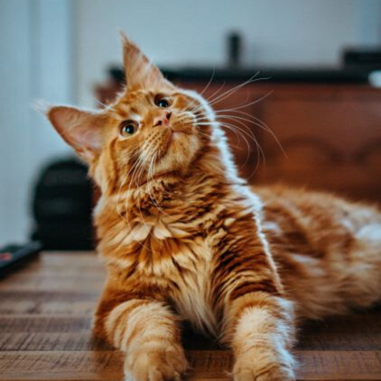 Quarantine With Your Cat
