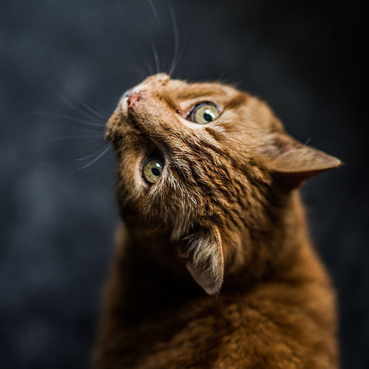 How Old Is My Dear Meow!