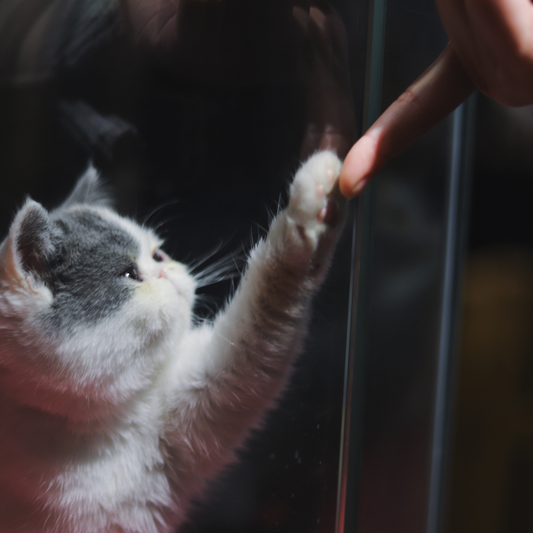 While at an animal shelter, what did your pet do that caused you to adopt him/her?