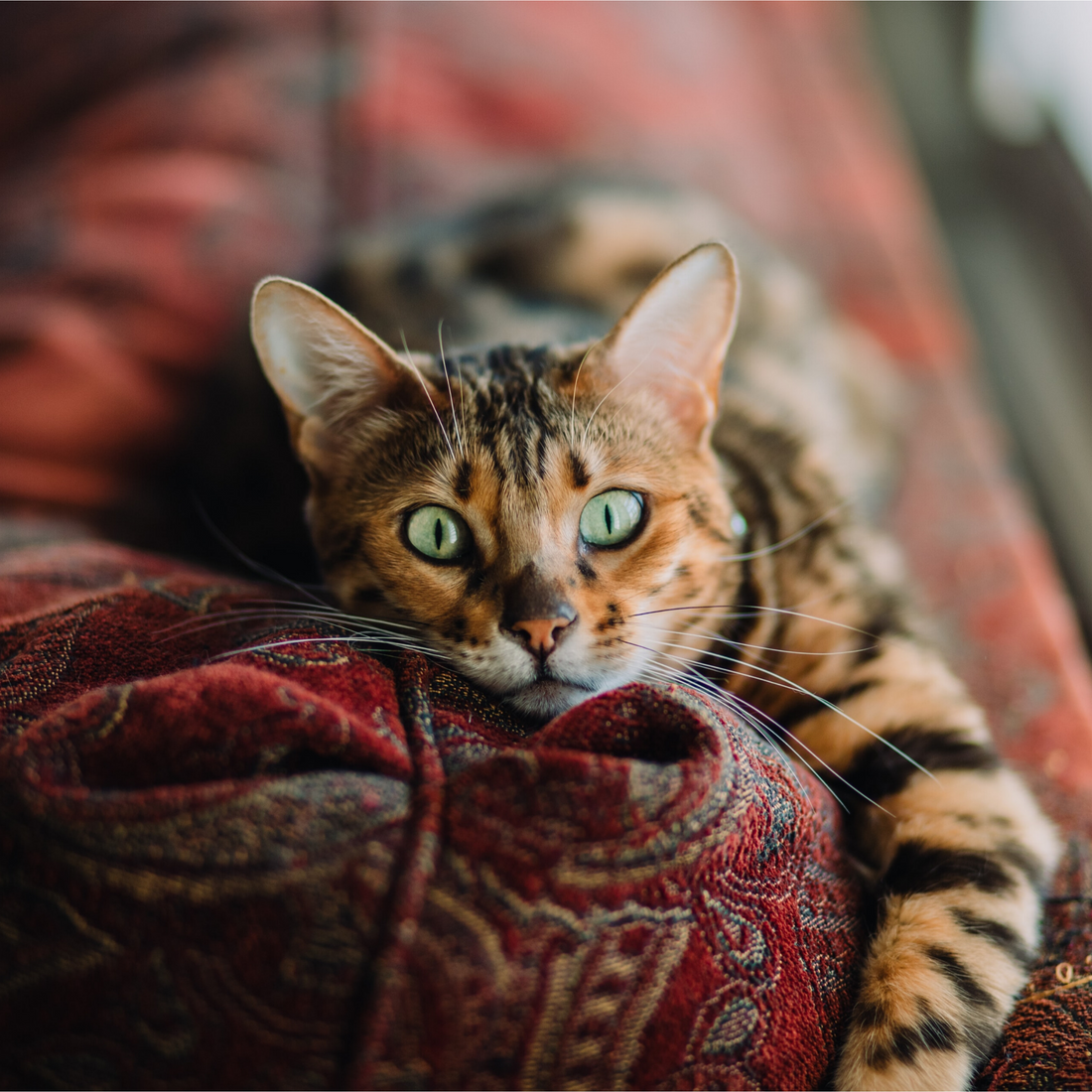 How to help your feline with skin pawblems!