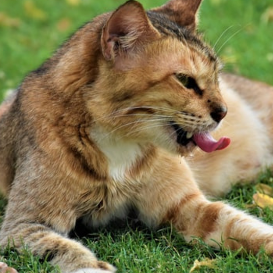 Why does your meat loving meow chew grass?